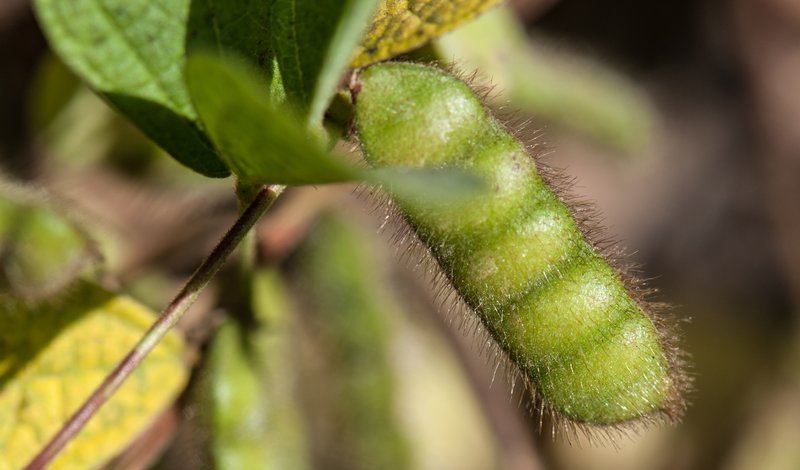 Showy Pigeonpea photo 4