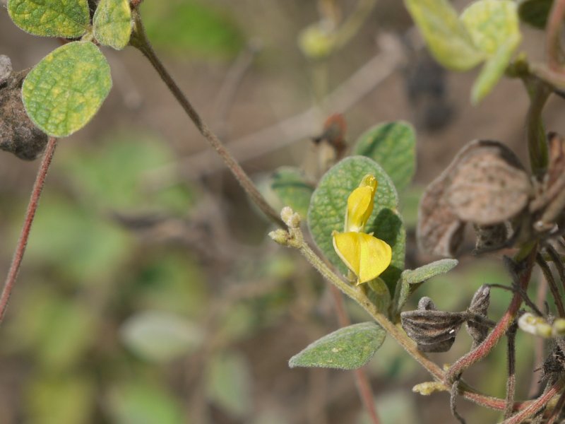 Showy Pigeonpea