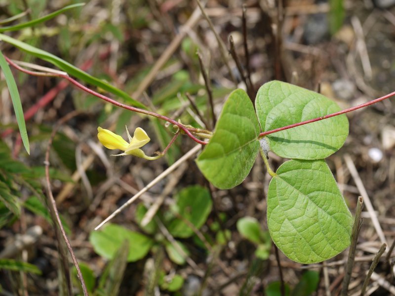 Showy Pigeonpea photo 6