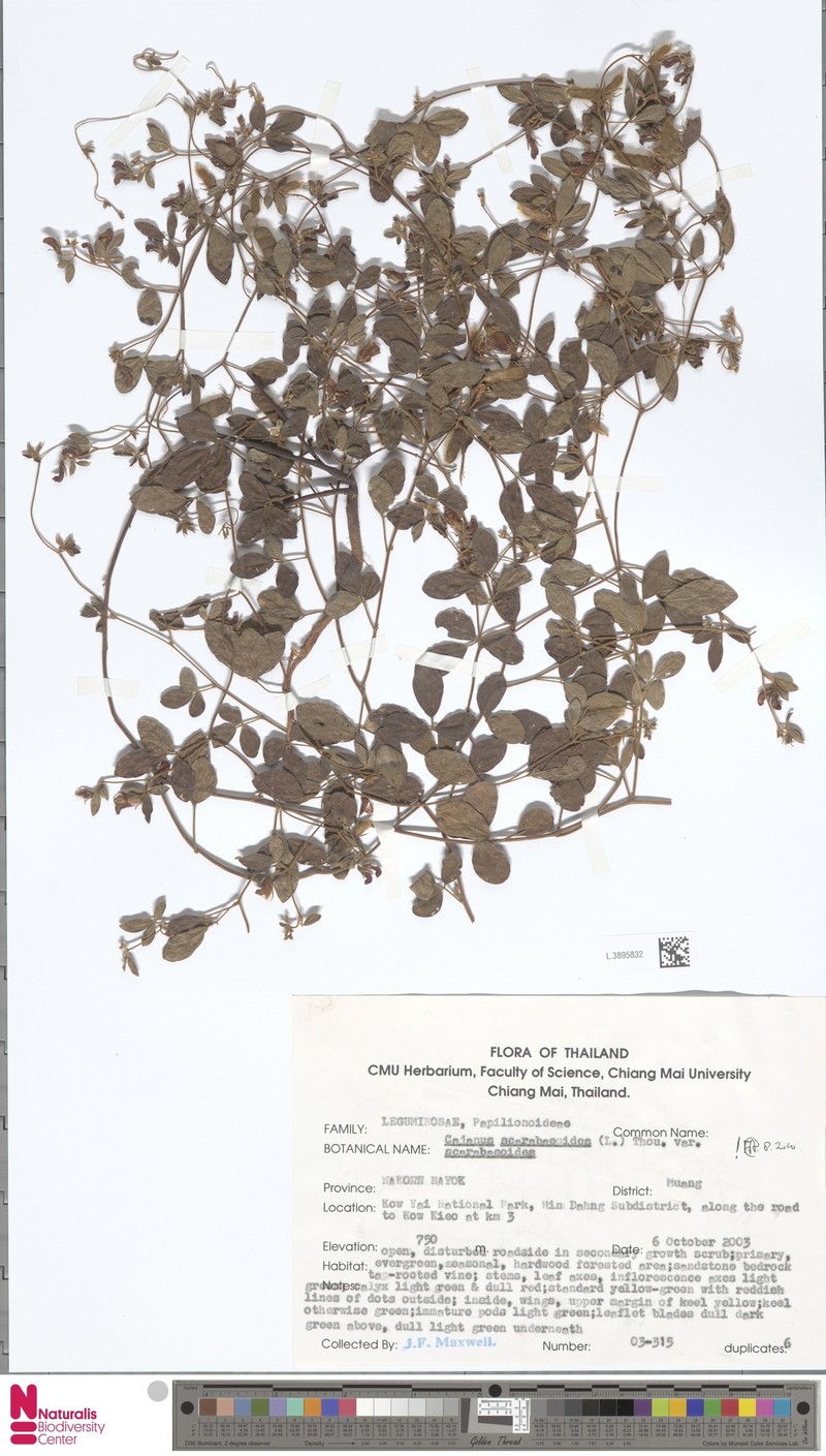 Cajanus scarabaeoides var. scarabaeoides