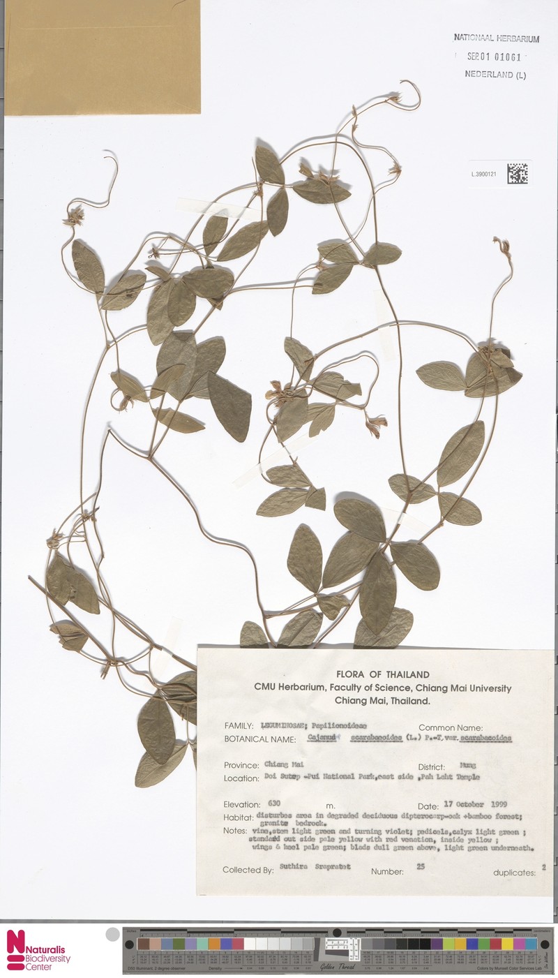 Cajanus scarabaeoides var. scarabaeoides photo 2