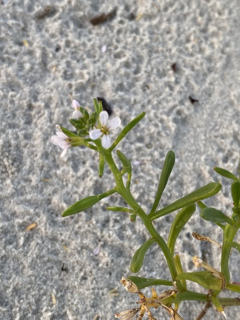Gulf Coast Searocket