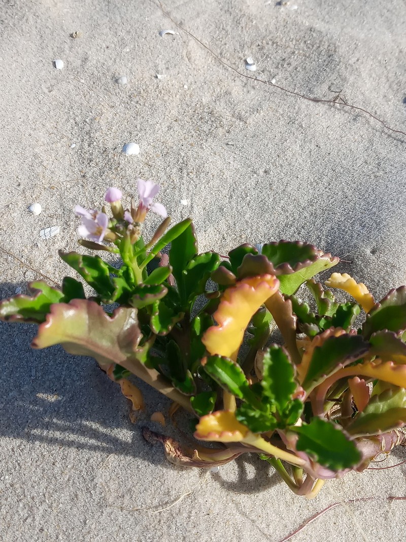Gulf Coast Searocket photo 2