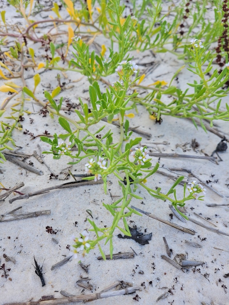 Gulf Coast Searocket photo 3