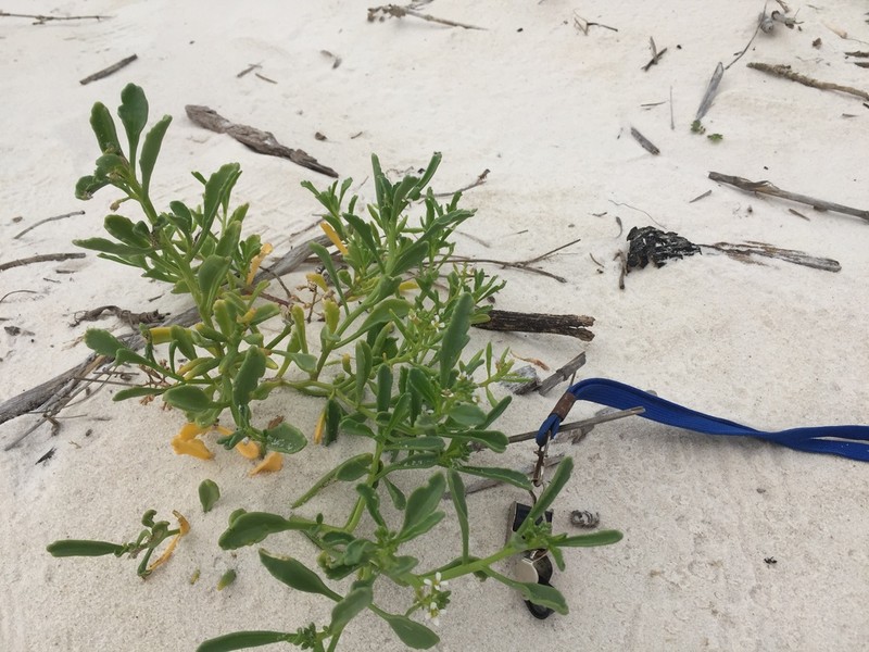 Gulf Coast Searocket photo 4