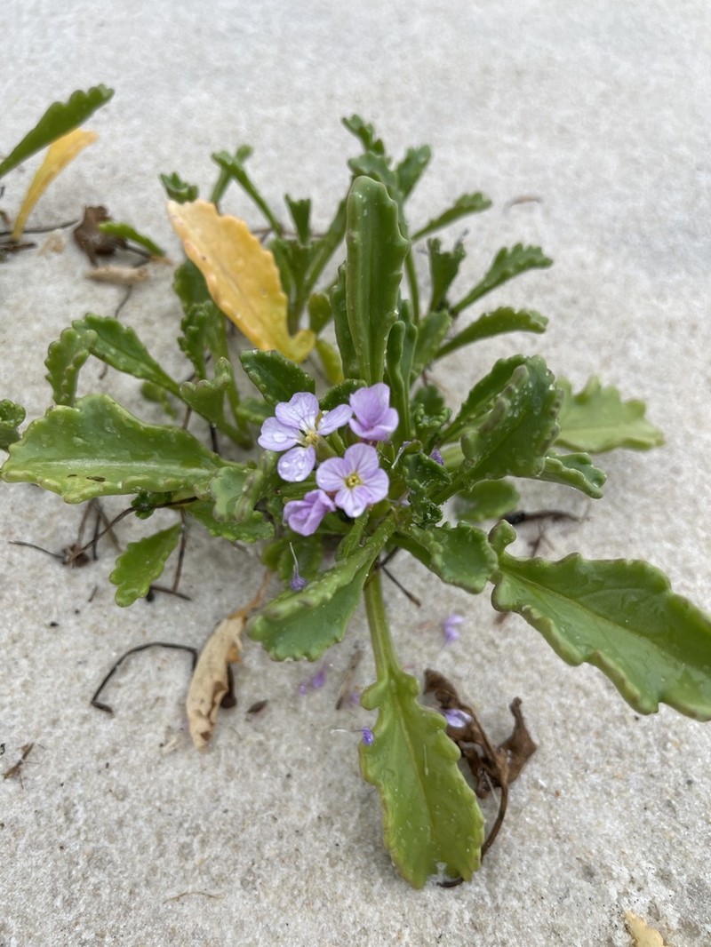 Gulf Coast Searocket photo 8