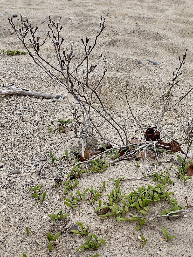 Cakile edentula subsp. edentula photo 2