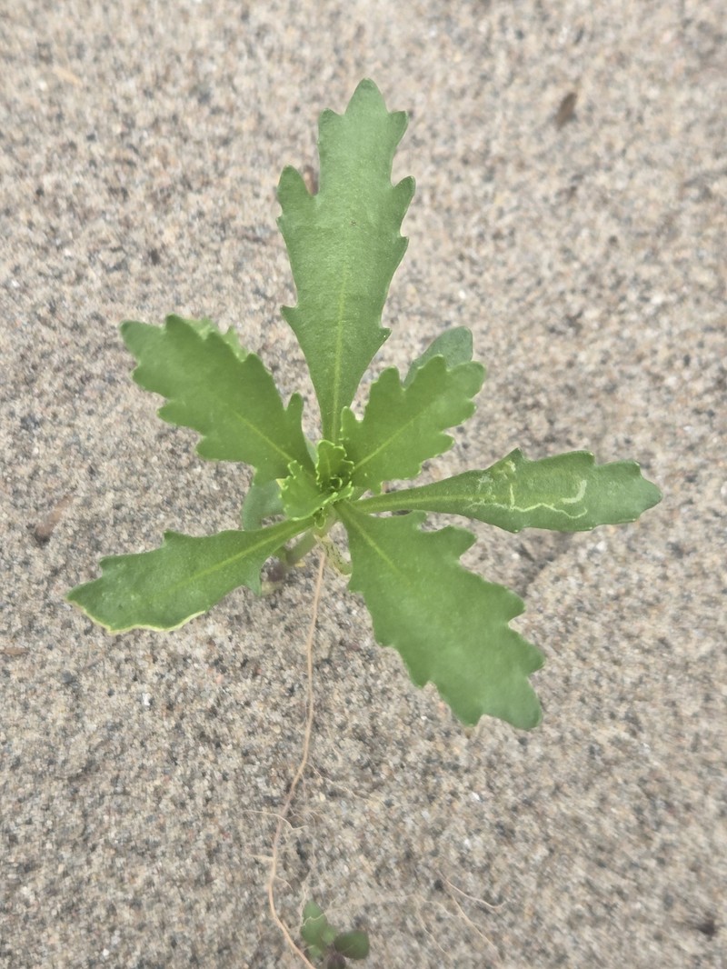 Cakile edentula subsp. edentula photo 4