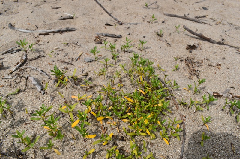 Cakile edentula subsp. edentula photo 5