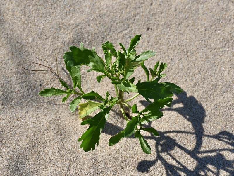 Cakile edentula subsp. edentula photo 8