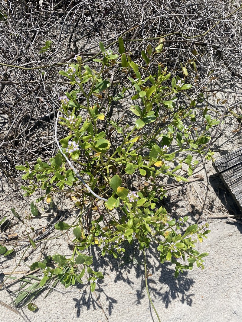 Cakile edentula subsp. harperi photo 2