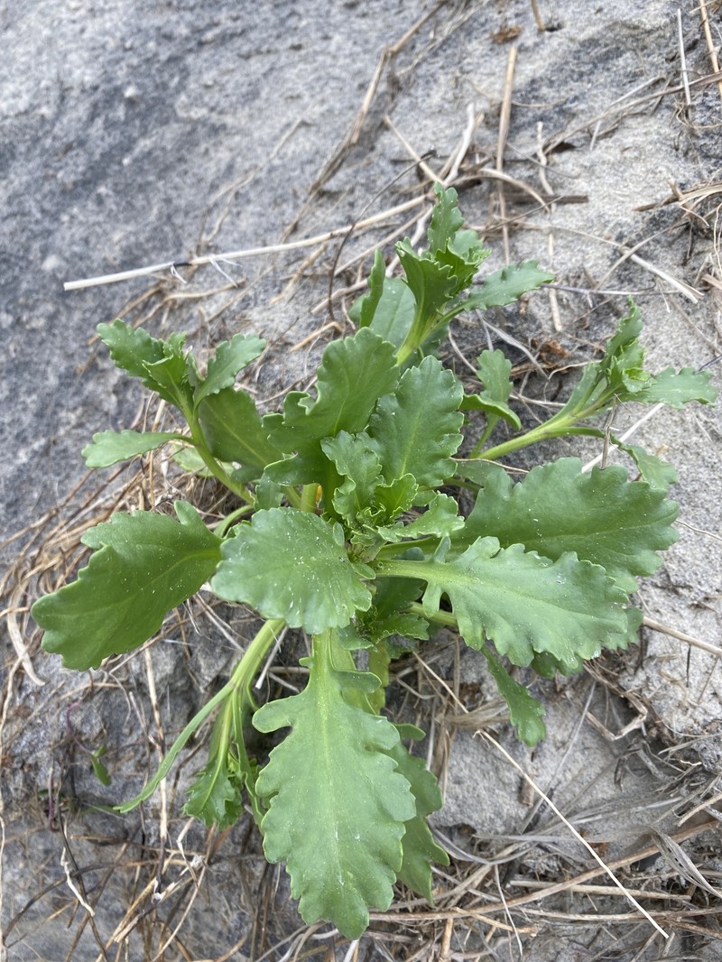 Cakile edentula subsp. harperi photo 5