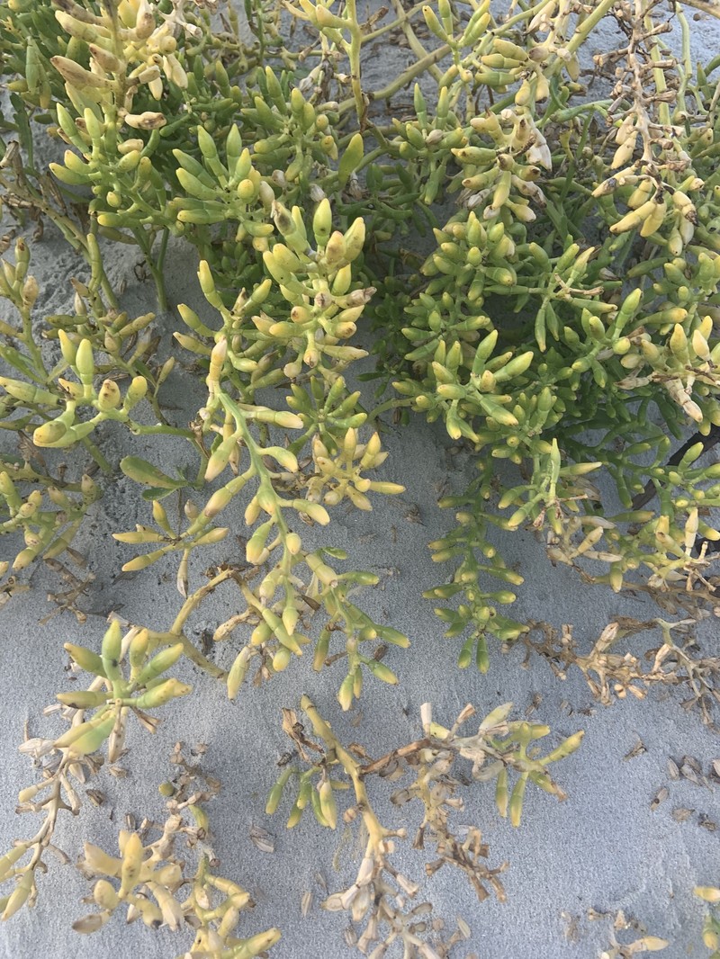 Cakile edentula subsp. harperi photo 6