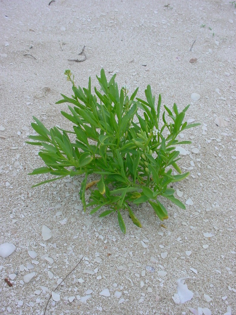 Coastal Searocket photo 8