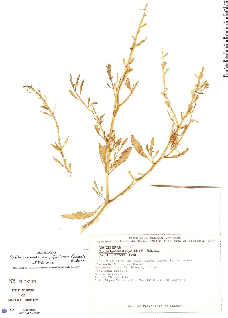 Cakile lanceolata subsp. fusiformis
