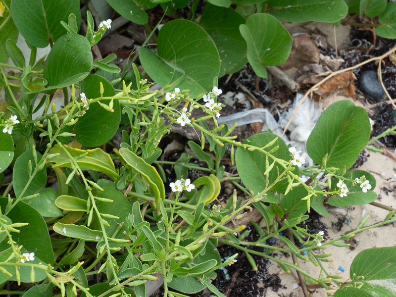 Cakile lanceolata subsp. lanceolata