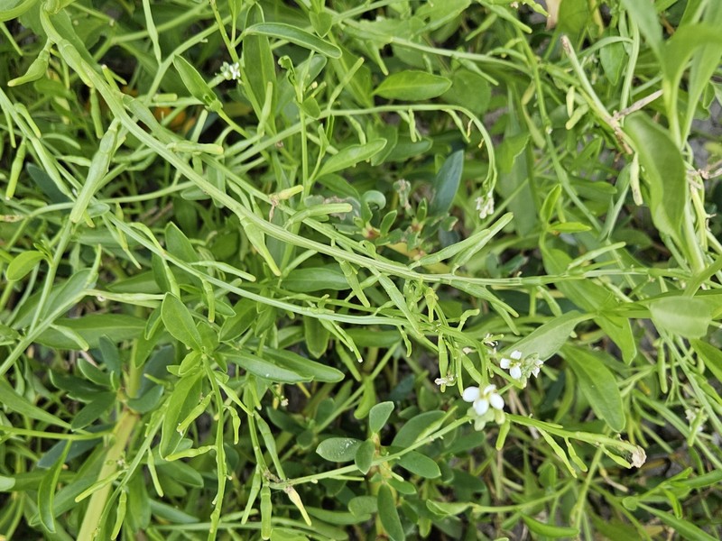 Cakile lanceolata subsp. lanceolata photo 2