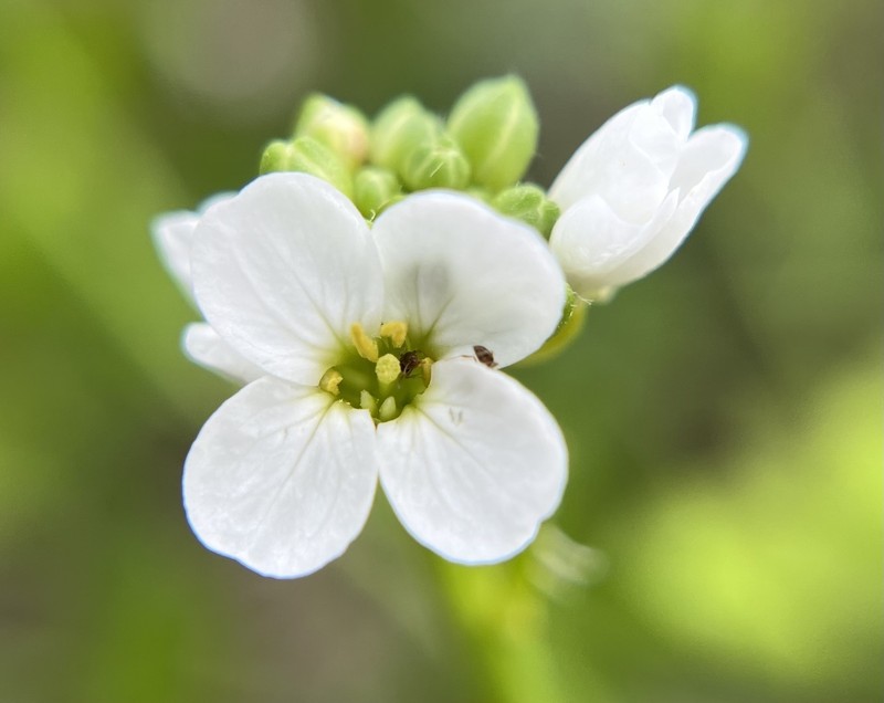 Cakile lanceolata subsp. lanceolata photo 3