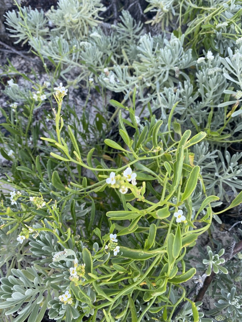 Cakile lanceolata subsp. lanceolata photo 4