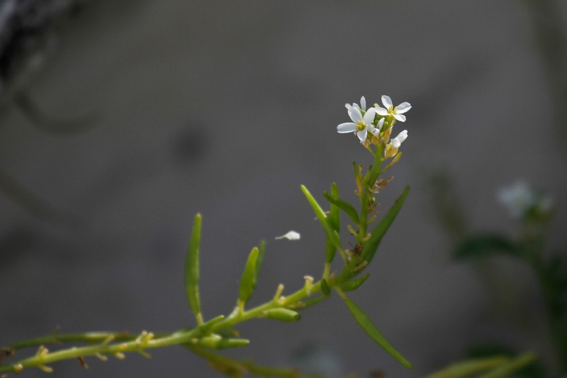 Cakile lanceolata subsp. lanceolata photo 5