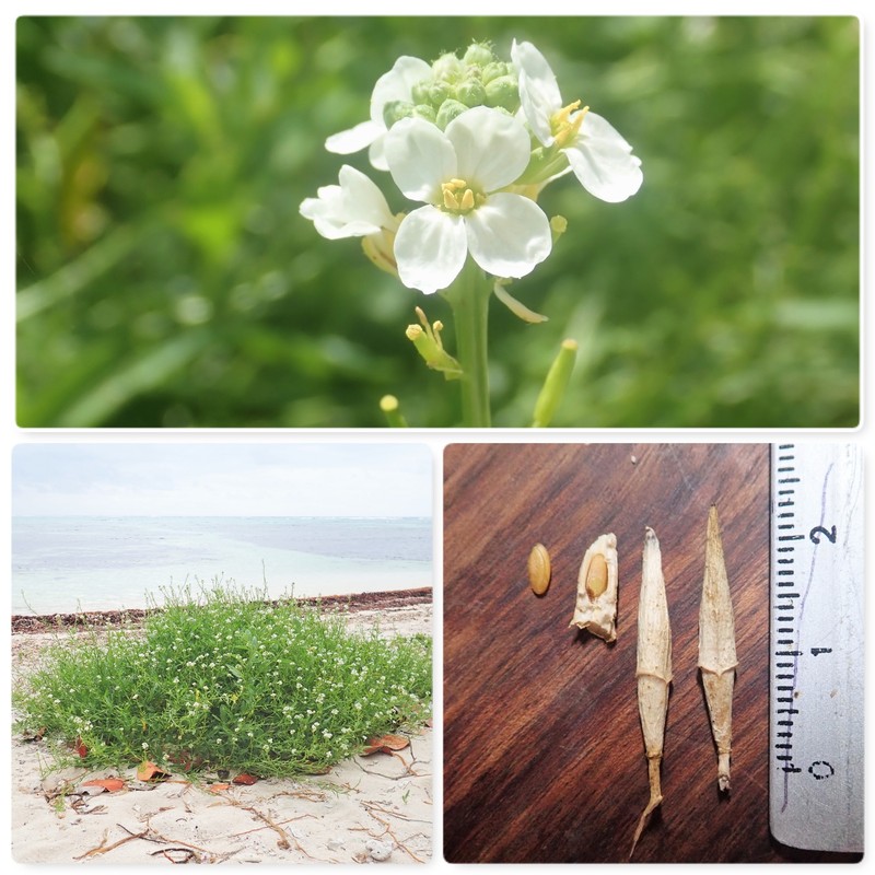 Cakile lanceolata subsp. lanceolata photo 6