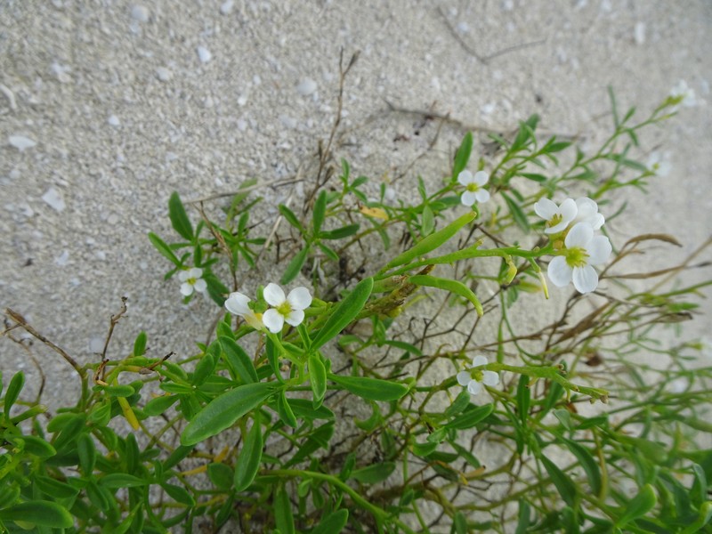 Cakile lanceolata subsp. lanceolata photo 7