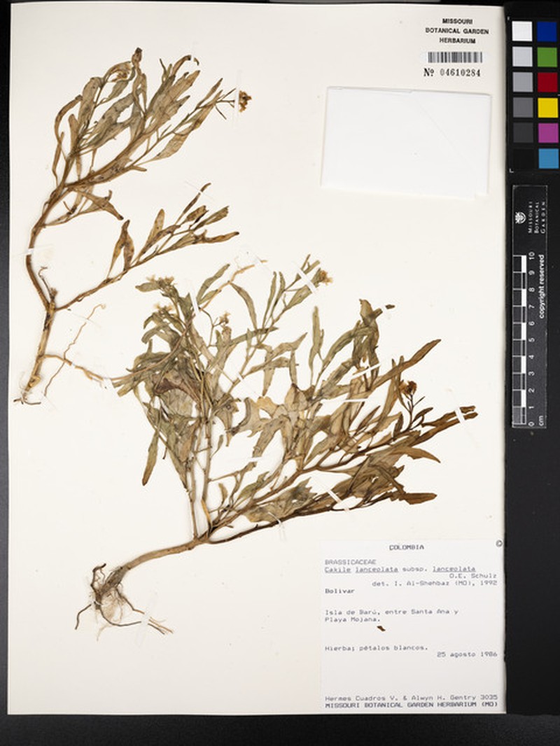 Cakile lanceolata subsp. lanceolata photo 8