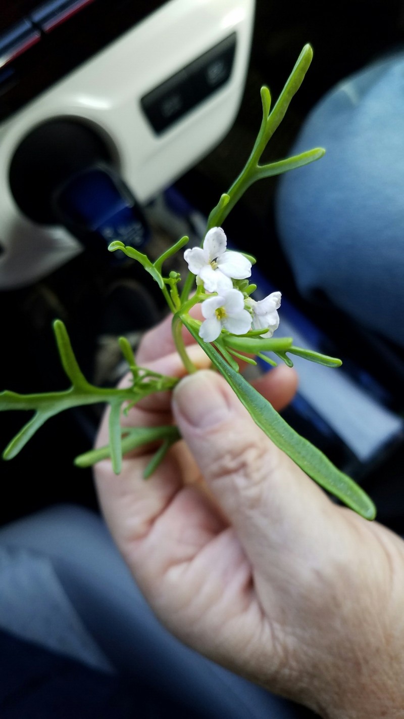 Cakile lanceolata subsp. pseudoconstricta photo 2