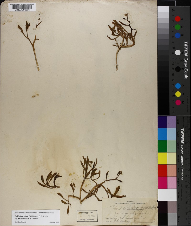 Cakile lanceolata subsp. pseudoconstricta photo 3