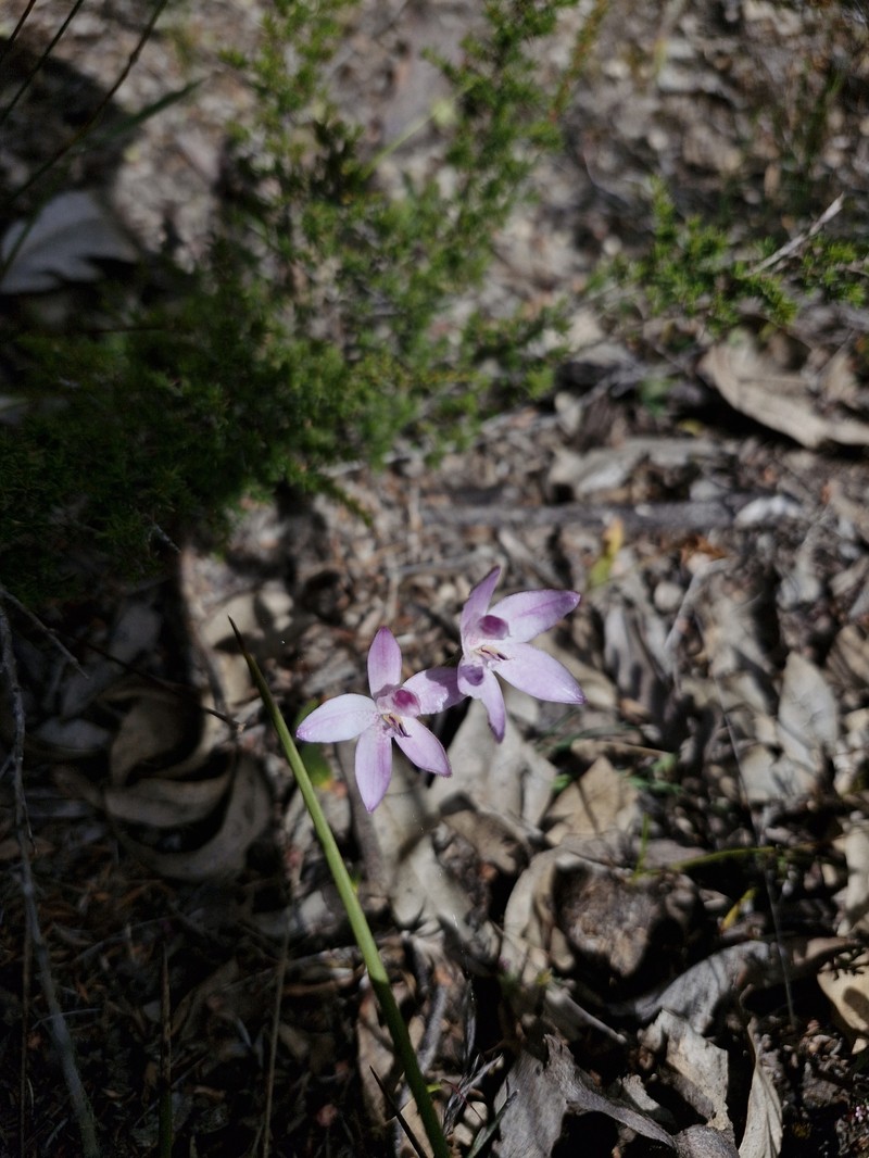 Caladenia × intermedia photo 2