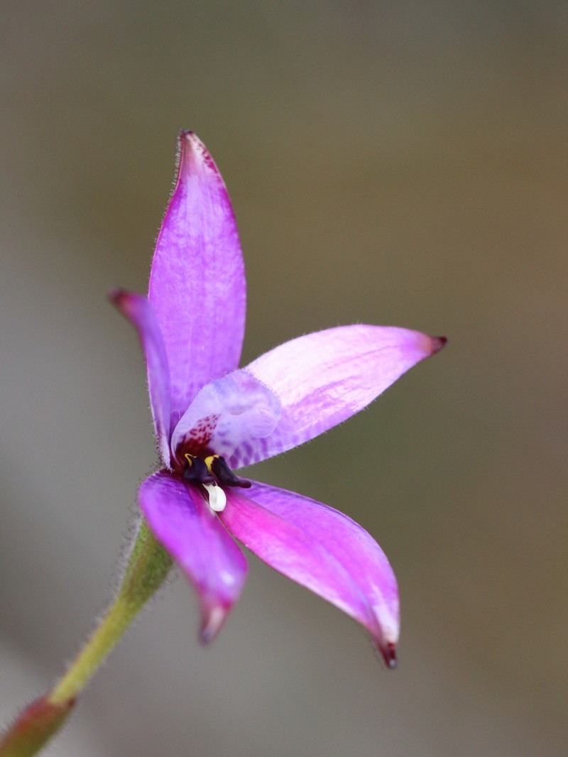 Caladenia × intermedia photo 3