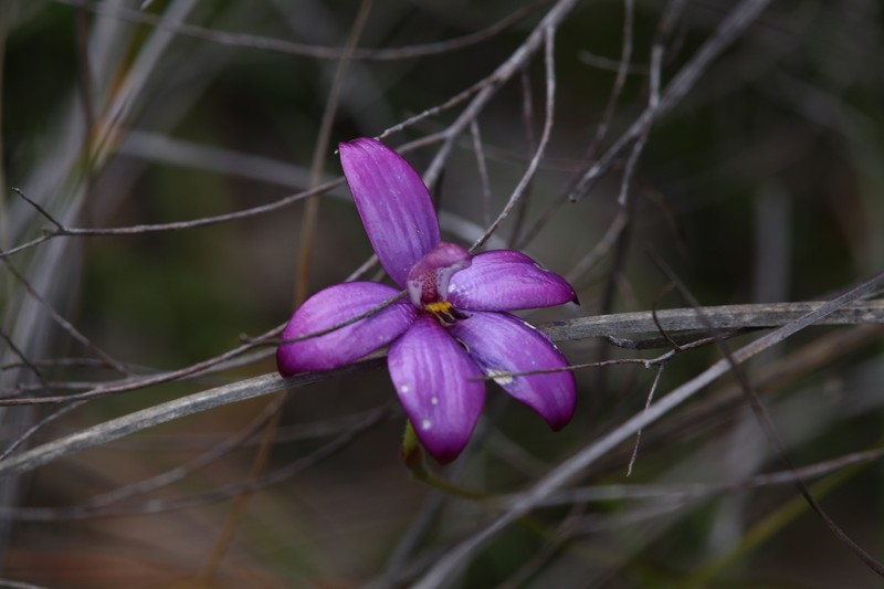 Caladenia × intermedia photo 4