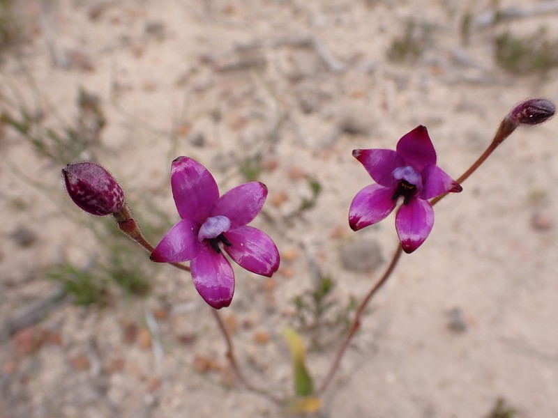 Caladenia × intermedia photo 5