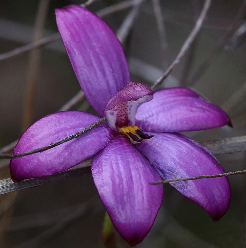Caladenia × intermedia