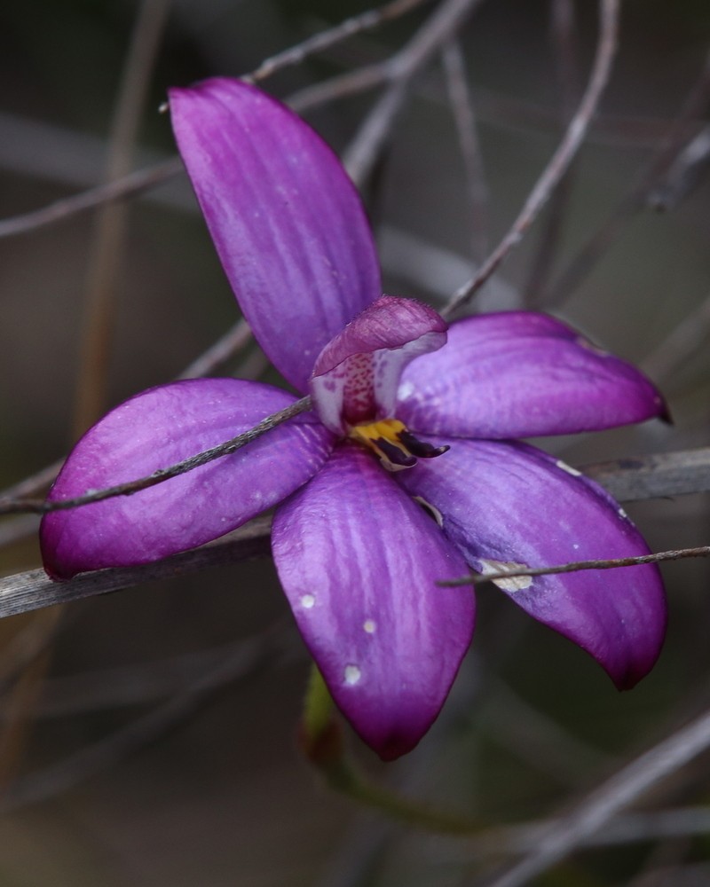 Caladenia × intermedia photo 6