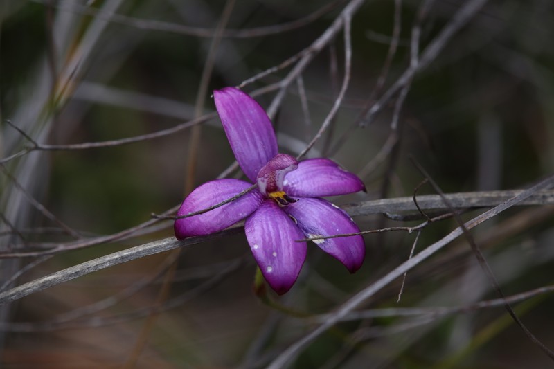 Caladenia × intermedia photo 7