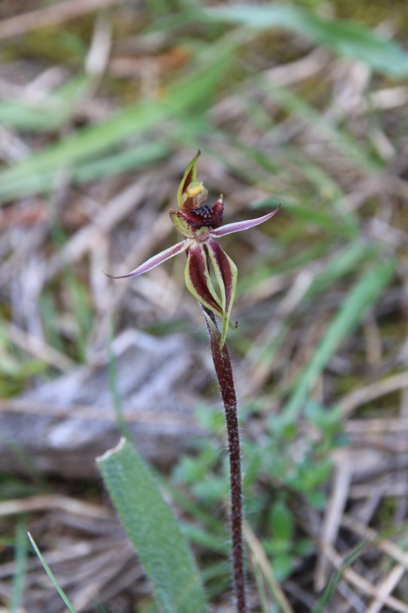 Caladenia actensis