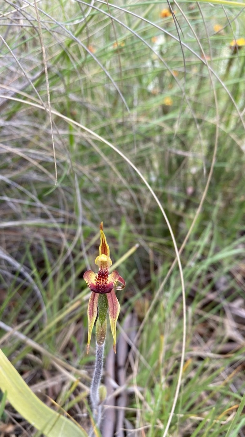 Caladenia actensis photo 2
