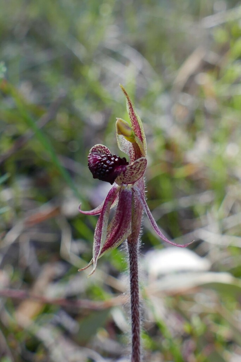 Caladenia actensis photo 3