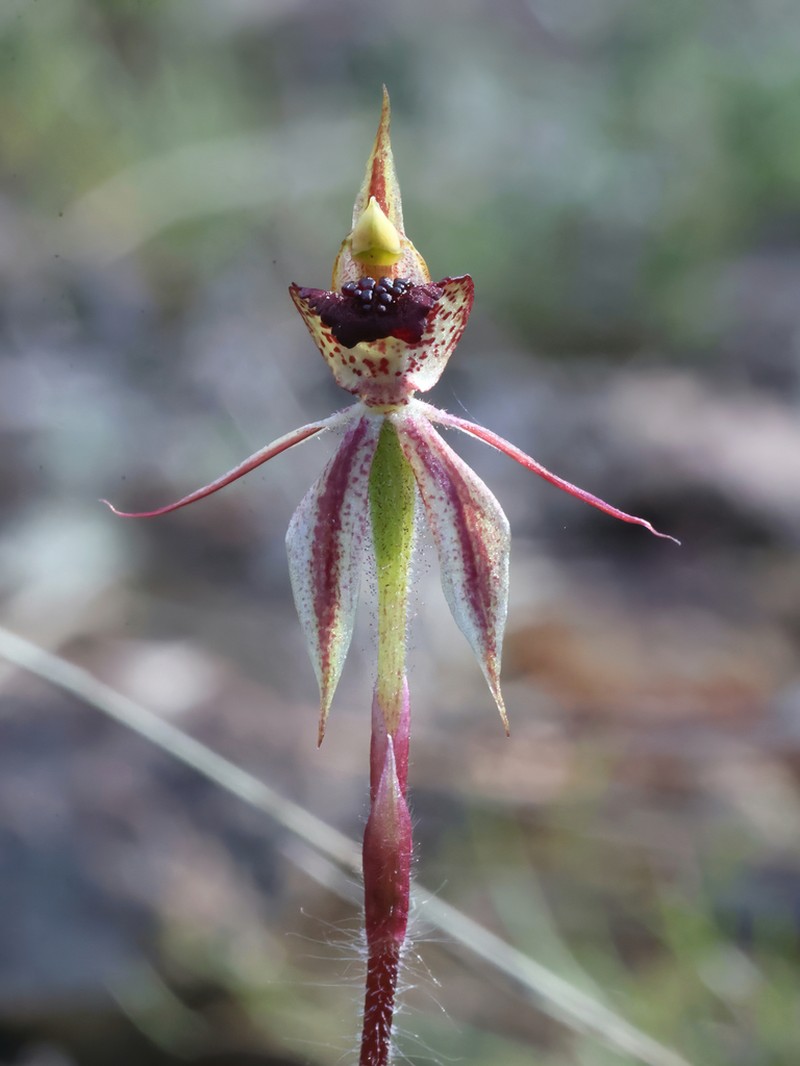 Caladenia actensis photo 4