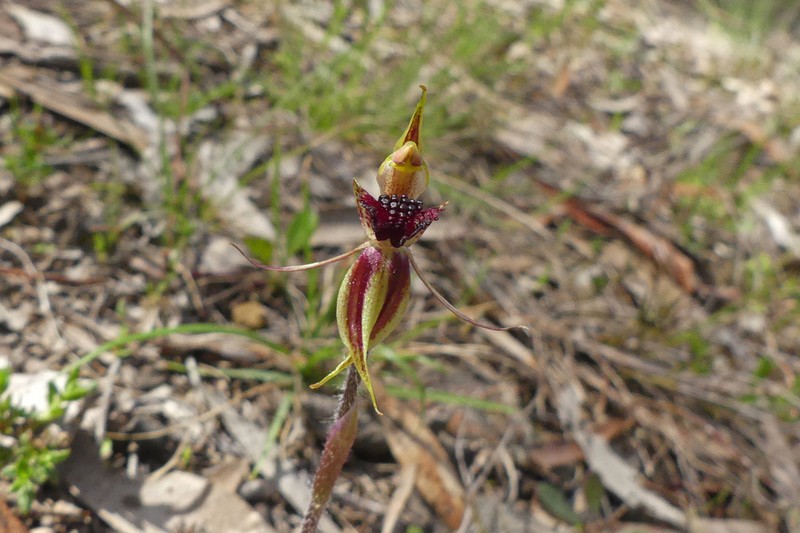 Caladenia actensis photo 5