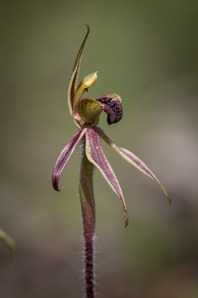 Caladenia actensis photo 6