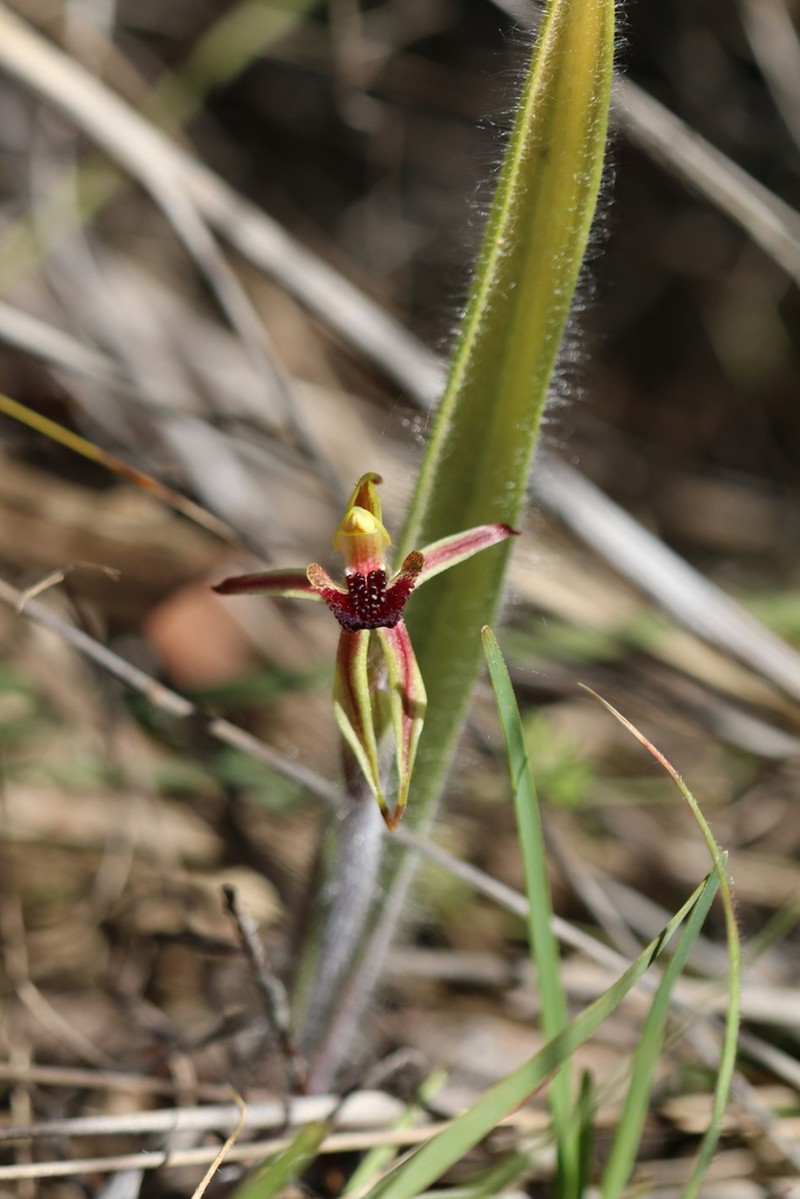 Caladenia actensis photo 7