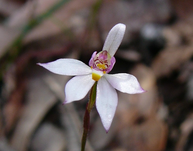 Caladenia alata