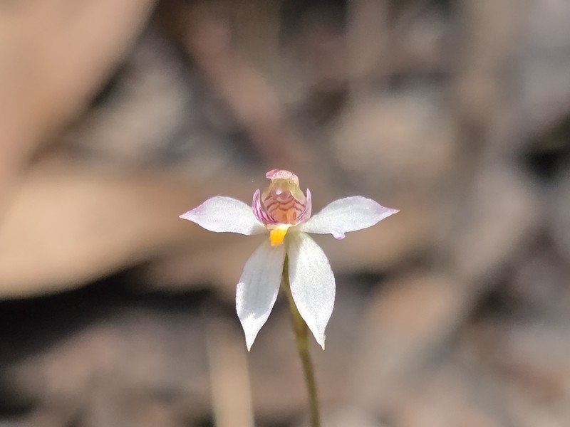 Caladenia alata photo 2
