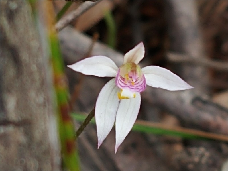Caladenia alata photo 3