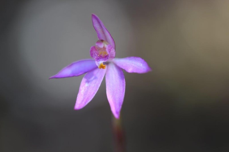 Caladenia alata photo 4
