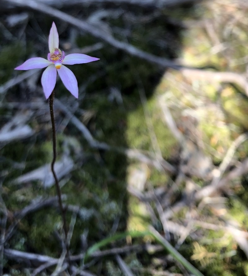 Caladenia alata photo 5