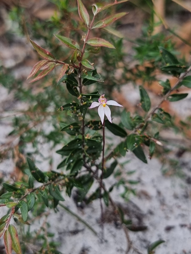 Caladenia alata photo 6