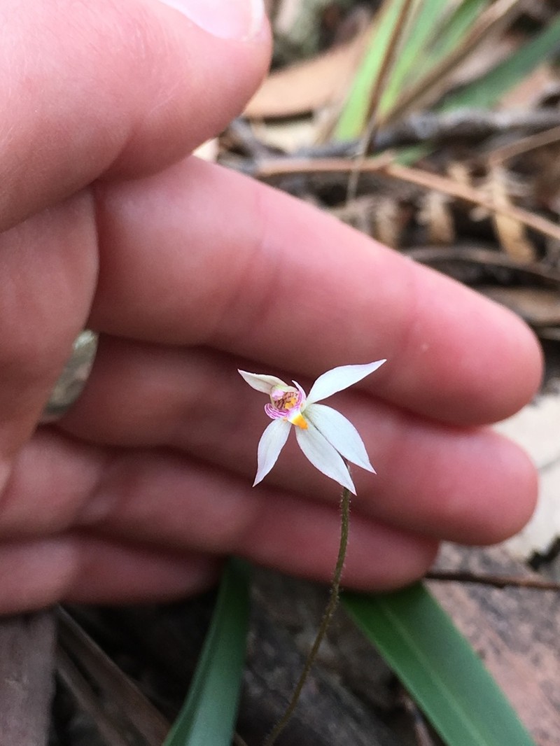 Caladenia alata photo 7